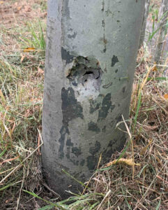 IMG_1132 Local Thinning