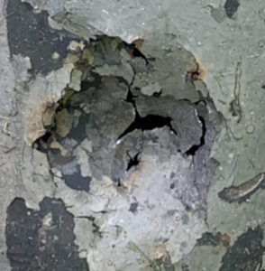 IMG_1132 Local Thinning2